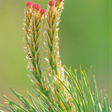 Chinese Red Pine Tree