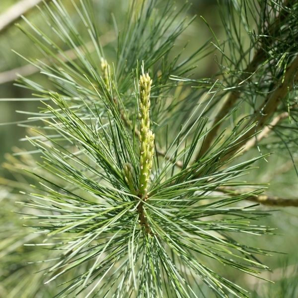 Chinese White Pine Tree