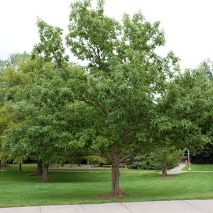 Chinkapin Oak Tree (Quercus muehlenbergii), a tree featuring deciduous and open, rounded form.