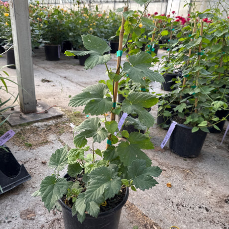 A young Chinook Hops plant with large green leaves and a bamboo stake grows in a black pot in a greenhouse.