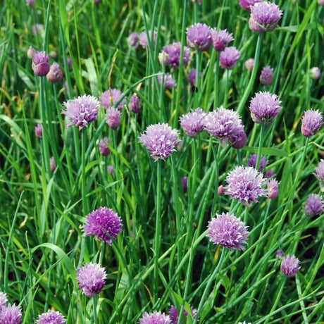 Chives, English Thyme, and Basil 3 Pack - Nature Hills Nursery - 3 Pint Pack - 