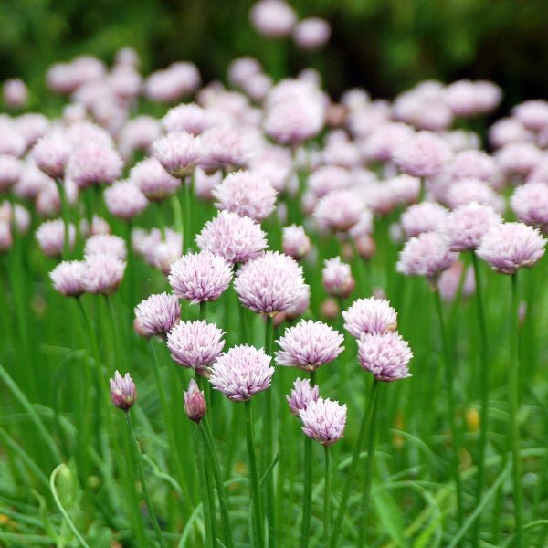 Chivette Chives - Perennial - Nature Hills Nursery - 1 Container - 