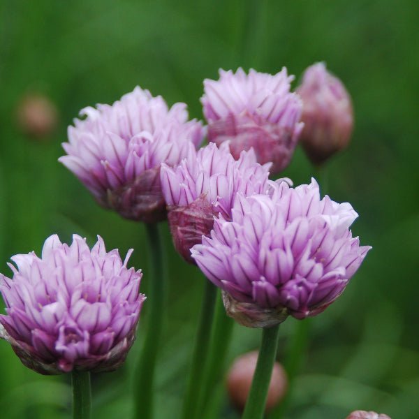 Chivette Chives - Perennial - Nature Hills Nursery - 1 Container - 