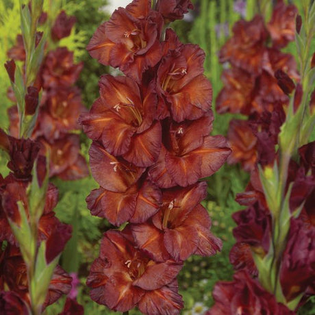Chocolate Gladiolus - Nature Hills Nursery - 12 Pack Bulbs - 