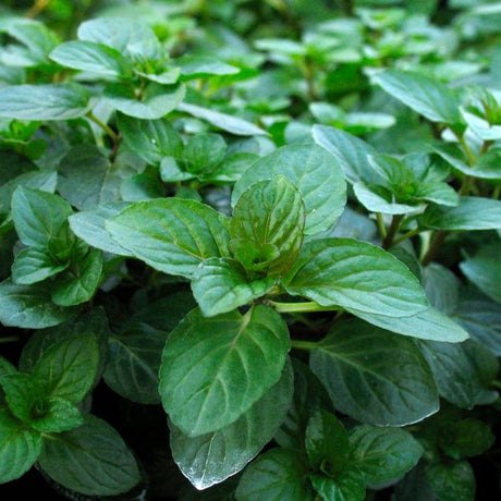 Chocolate Mint - Nature Hills Nursery - Quart Container - 