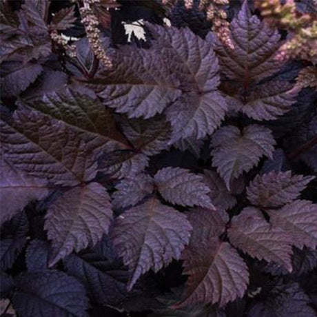 Chocolate Shogun Astilbe - Nature Hills Nursery - #1 Container - 