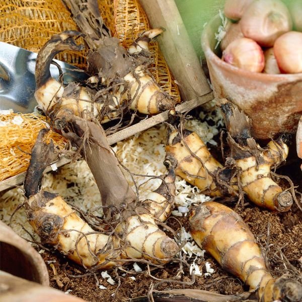 Chocolate Sunrise Canna Lily - Nature Hills Nursery - 6 Pack Bulbs - 