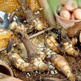 Chocolate Sunrise Canna Lily - Nature Hills Nursery - 6 Pack Bulbs - 
