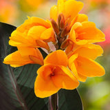 Chocolate Sunrise Canna Lily - Nature Hills Nursery - 6 Pack Bulbs - 