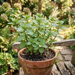 Lush Chocolate Mint plant growing naturally in a rustic terracotta pot within a warm, sunny residential garden setting.