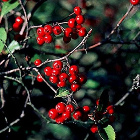 Red Chokeberry Bush (Aronia arbutifolia 'Brilliantissima'), a shrub featuring pink, white flowers and deciduous.