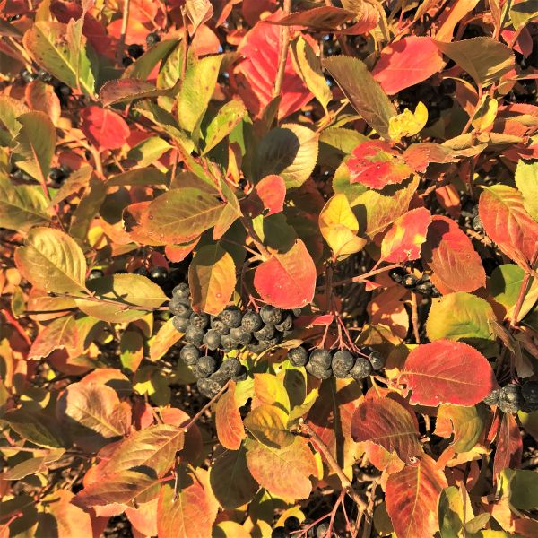 American Beauties Native Plants Viking Chokeberry - Thumbnail 3