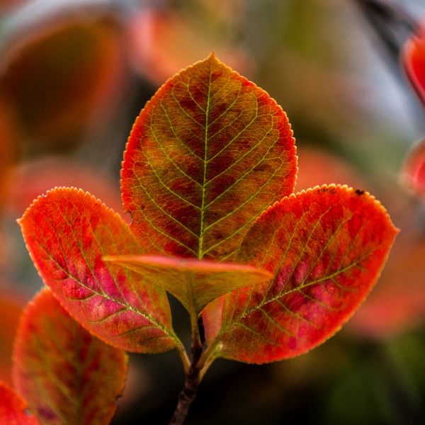 American Beauties Native Plants Viking Chokeberry