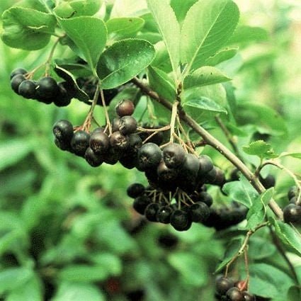 American Beauties Native Plants Viking Chokeberry - Thumbnail 2
