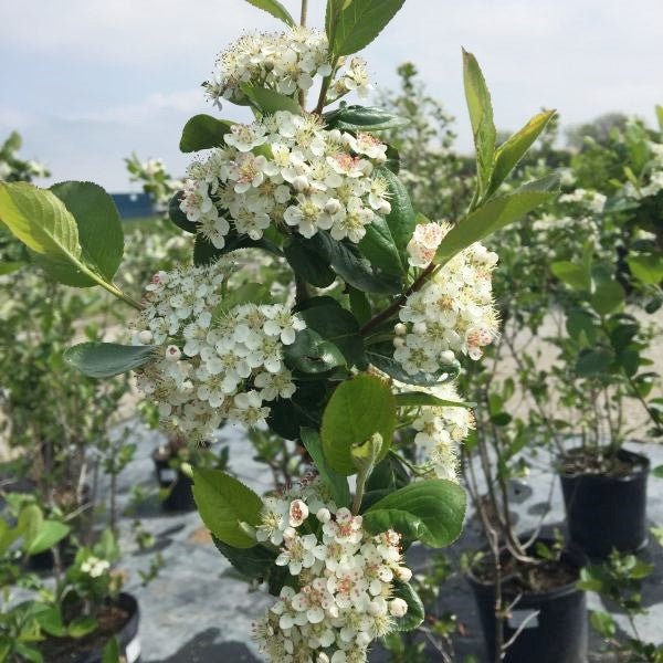 American Beauties Native Plants Viking Chokeberry - Thumbnail 4