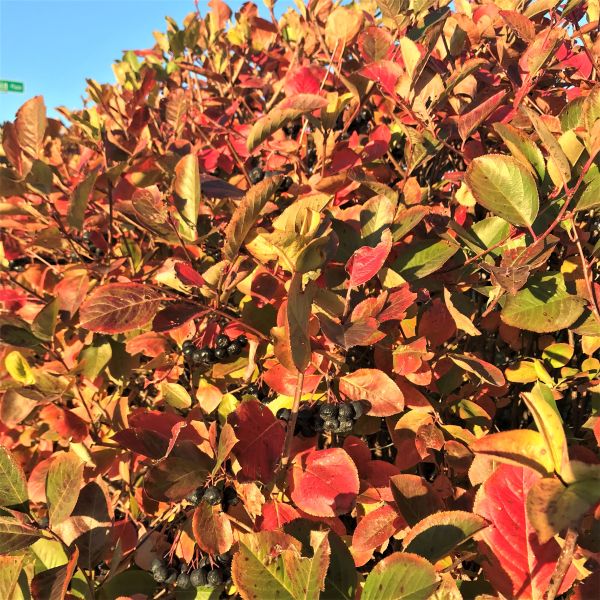 American Beauties Native Plants Viking Chokeberry - Thumbnail 5