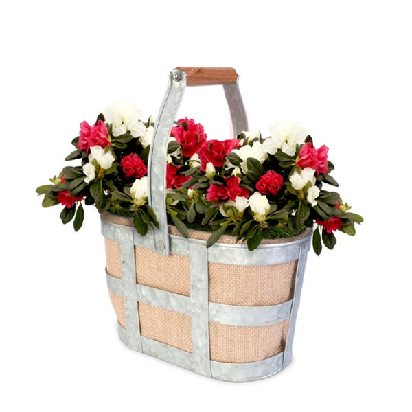 Christmas Cheer Azalea Wine Caddy - Nature Hills Nursery - 4 Inch Container - 