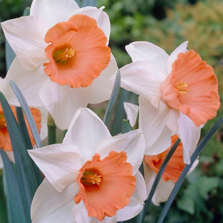 Chromacolor Daffodil - Bulbs - Nature Hills Nursery - 