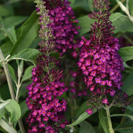 Chrysalis&trade; Cranberry Butterfly Bush