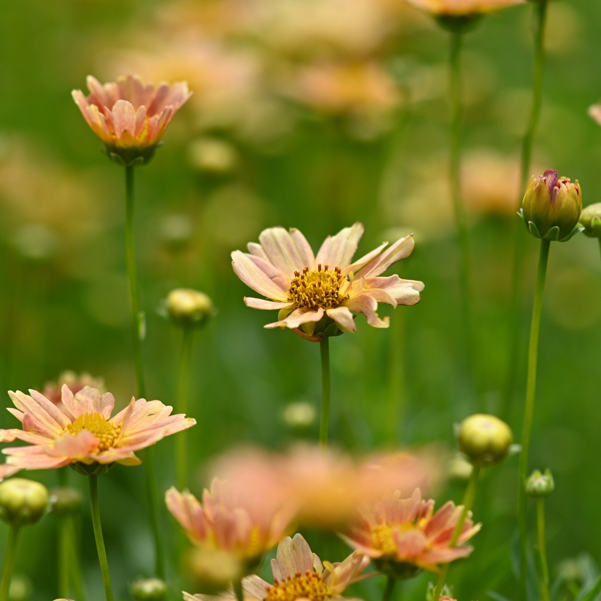 Creme Caramel™ Coreopsis | Buy at NatureHills.com