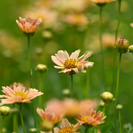 Peachy-pink chrysanthemum flowers with yellow centers bloom on tall stems against a soft green garden background.