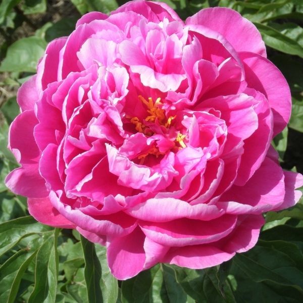 Cincinnati Peony - Nature Hills Nursery - Bareroot - 