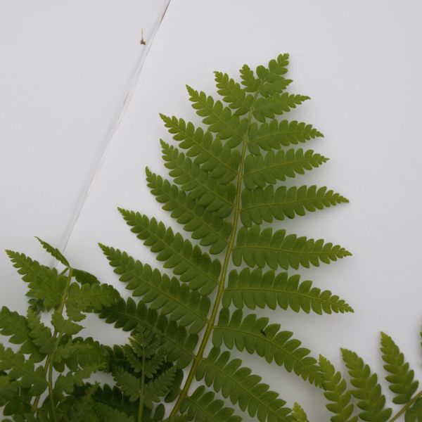 Detail view of Cinnamon Fern (Osmunda cinnamomea) showing plant structure and foliage.