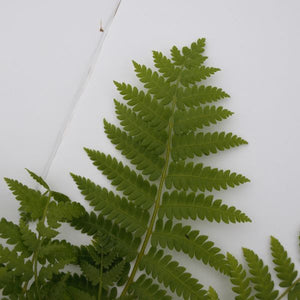 Detail view of Cinnamon Fern (Osmunda cinnamomea) showing plant structure and foliage.