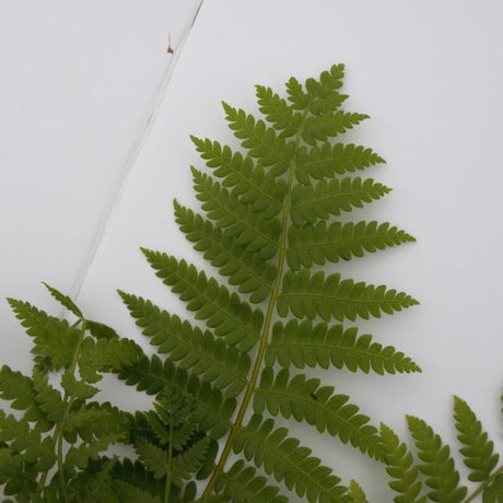 Detail view of Cinnamon Fern (Osmunda cinnamomea) showing plant structure and foliage.