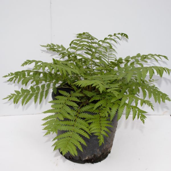 Perennial foliage of Cinnamon Fern (Osmunda cinnamomea) in a garden setting.
