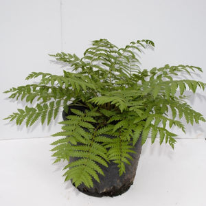 Perennial foliage of Cinnamon Fern (Osmunda cinnamomea) in a garden setting.