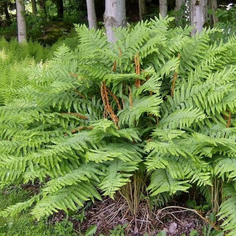 Cinnamon Fern (Osmunda cinnamomea), a perennial featuring perennial and arching, clumping form.