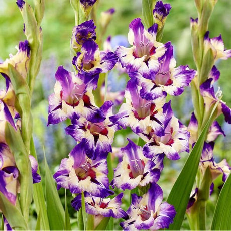 Circus Color Gladiolus - Nature Hills Nursery - 12 Pack Bulbs - 