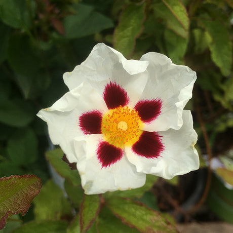 Snow Fire Rock Rose