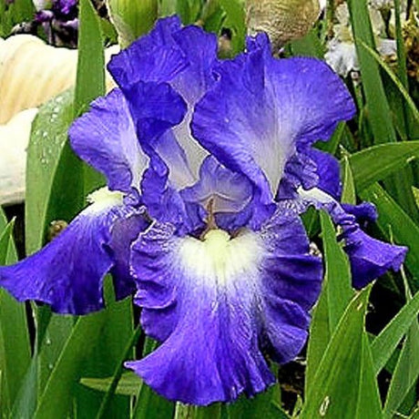City Lights Tall Bearded Iris - Nature Hills Nursery - Bare Root Iris - 