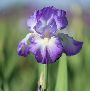 City Lights Tall Bearded Iris - Nature Hills Nursery - Bare Root Iris - 