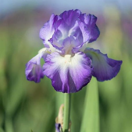 City Lights Tall Bearded Iris - Nature Hills Nursery - Bare Root Iris - 