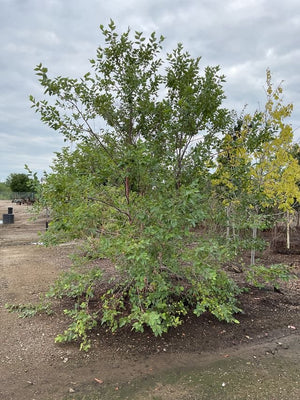 City Slicker® Birch Tree - Tree - Nature Hills Nursery - 3 Container 3 - 4 Feet Multi Stem - 