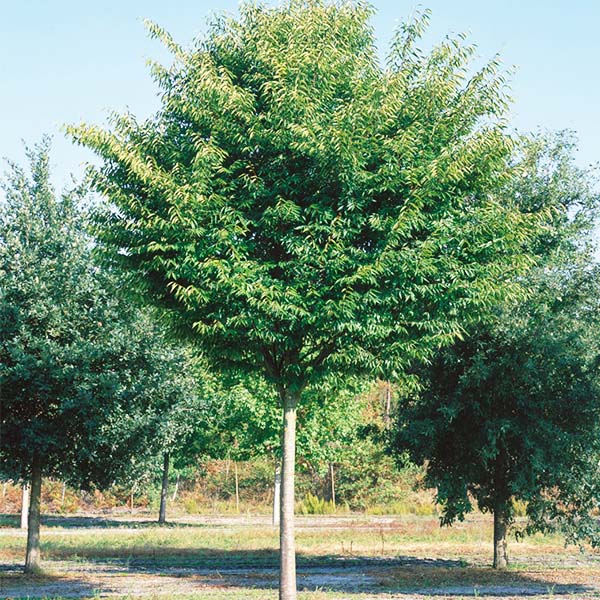 City Sprite&reg; Japanese Zelkova - Nature Hills Nursery - #15 Container 8 - 10 Feet - 