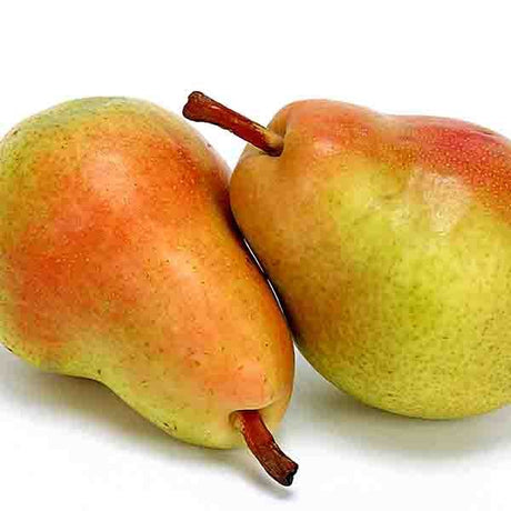 Clapp's Favorite European Pear Tree (Pyrus communis 'Clapp's Favorite'), a tree featuring white flowers and deciduous.