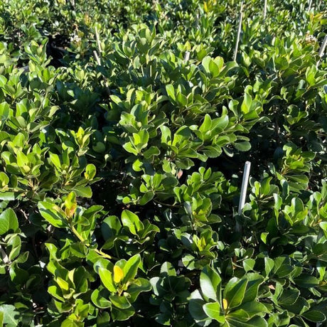 Clara White Indian Hawthorn - Nature Hills Nursery - #5 Container - 