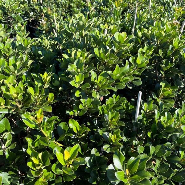 Clara White Indian Hawthorn - Bush - Nature Hills Nursery - 5 Container - 
