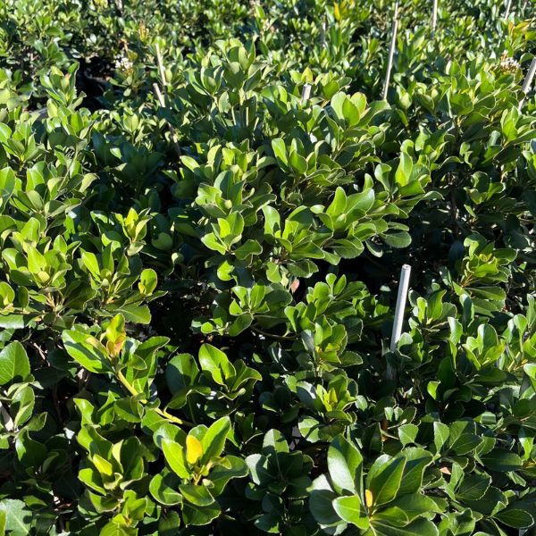 Clara White Indian Hawthorn