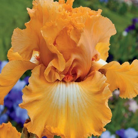 Classic Hues Tall Bearded Iris - Nature Hills Nursery - Bareroot - 