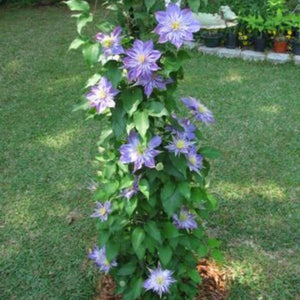 Close-up of blue, purple clematis flowers on Crystal Fountain Clematis.