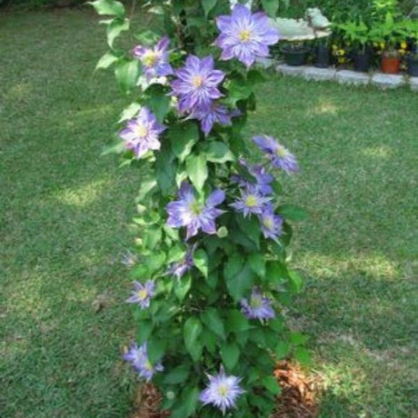 Close-up of blue, purple clematis flowers on Crystal Fountain Clematis.