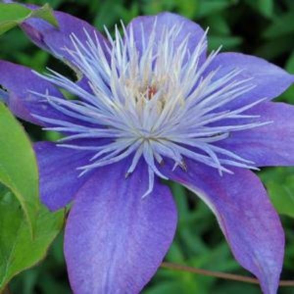 Crystal Fountain Clematis (Clematis 'Evipo 038'), a perennial featuring blue, purple flowers and deciduous.