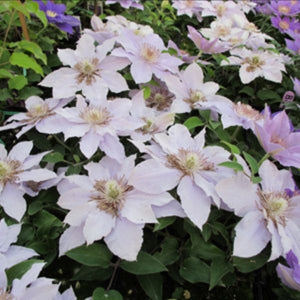 Close-up of blue, purple clematis flowers on Filigree Clematis blooming in late spring to early summer to late summer.