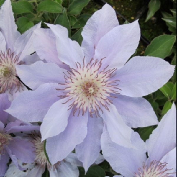 Deciduous foliage of Filigree Clematis (Clematis 'Filigree') in a garden setting.
