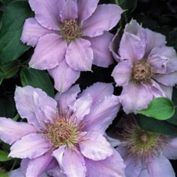 Filigree Clematis (Clematis 'Filigree'), a perennial featuring blue, purple flowers and deciduous.